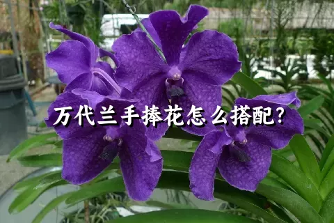 万代兰手捧花怎么搭配？