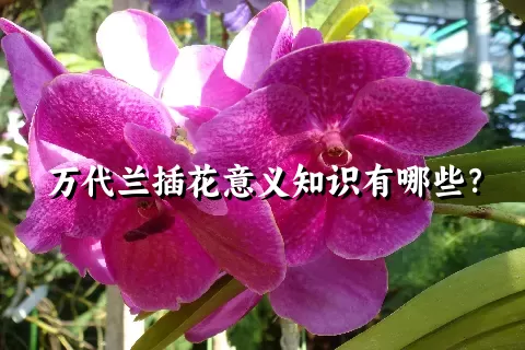 万代兰插花意义知识有哪些？