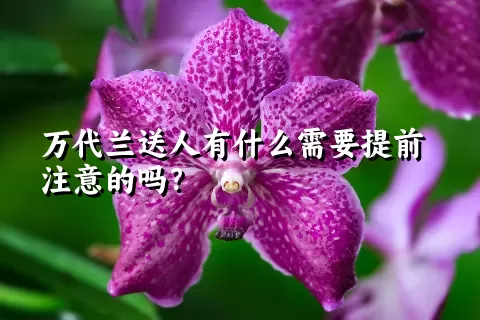 万代兰送人有什么需要提前注意的吗？