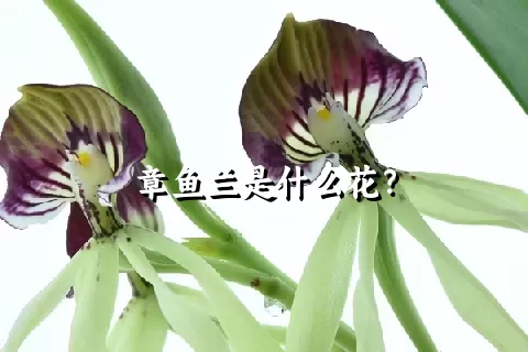 章鱼兰是什么花？