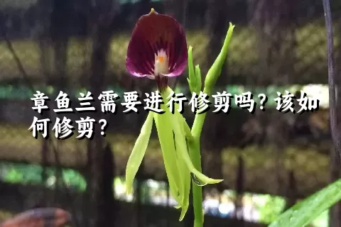 章鱼兰需要进行修剪吗？该如何修剪？