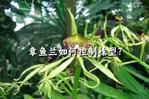 章鱼兰如何控制株型？