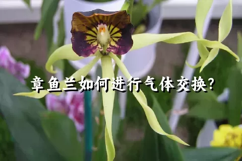 章鱼兰如何进行气体交换？