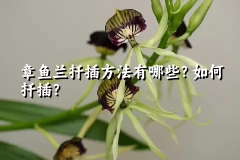 章鱼兰扦插方法有哪些？如何扦插？