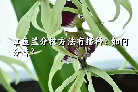 章鱼兰分株方法有播种？如何分株？