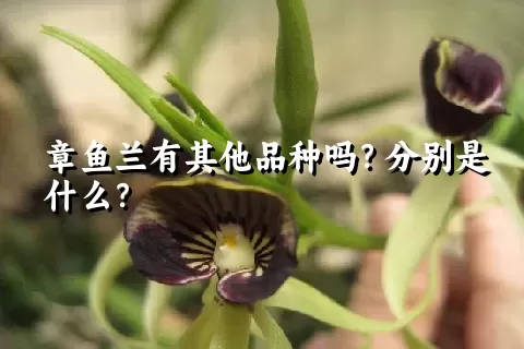 章鱼兰有其他品种吗？分别是什么？