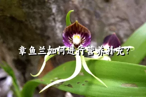 章鱼兰如何进行营养补充？