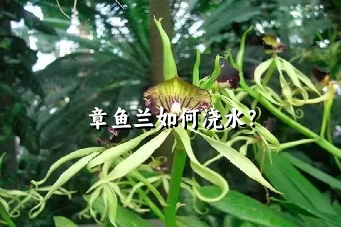 章鱼兰如何浇水？