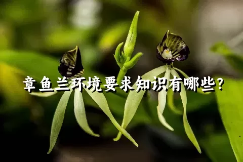 章鱼兰环境要求知识有哪些？