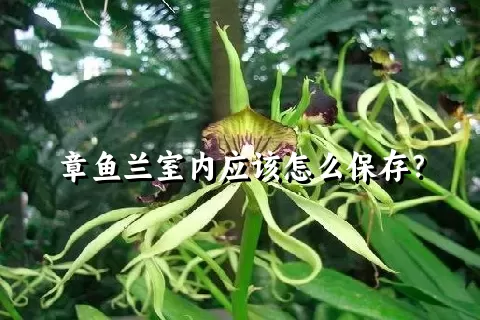 章鱼兰室内应该怎么保存？