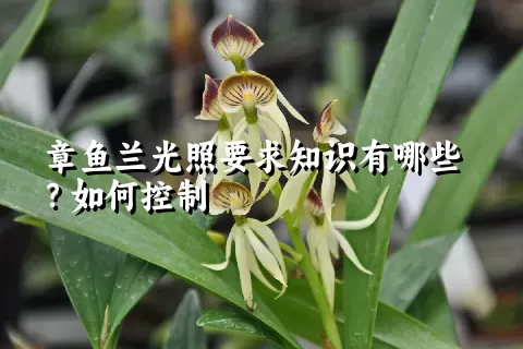章鱼兰光照要求知识有哪些？如何控制