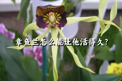 章鱼兰怎么能让他活得久？