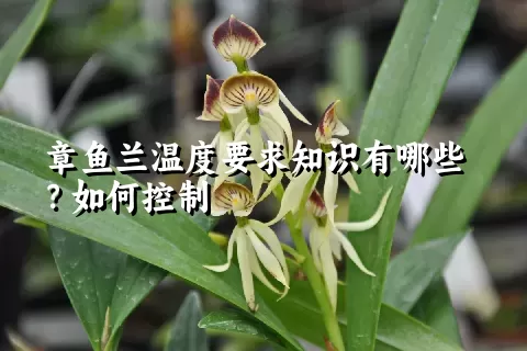 章鱼兰温度要求知识有哪些？如何控制