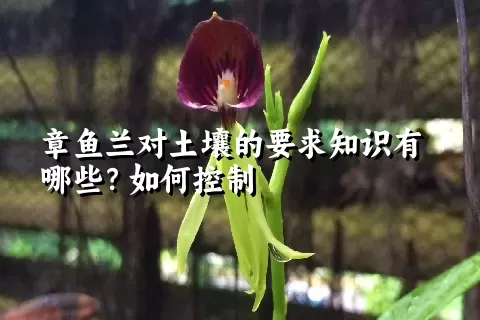 章鱼兰对土壤的要求知识有哪些？如何控制