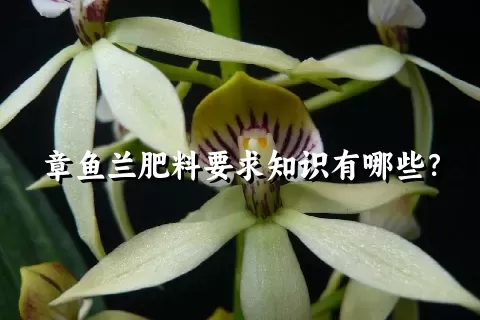 章鱼兰肥料要求知识有哪些？