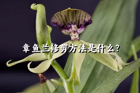 章鱼兰修剪方法是什么？