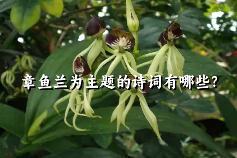 章鱼兰为主题的诗词有哪些？