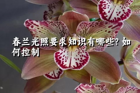 春兰光照要求知识有哪些？如何控制