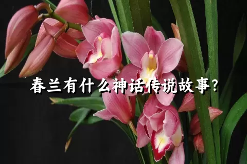 春兰有什么神话传说故事？