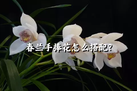 春兰手捧花怎么搭配？