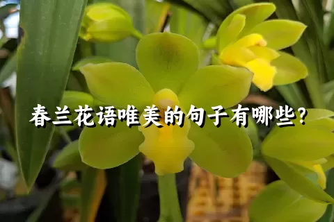 春兰花语唯美的句子有哪些？