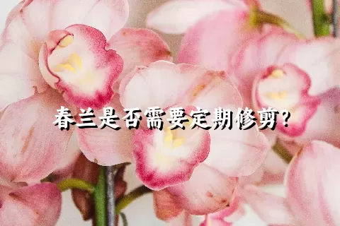 春兰是否需要定期修剪？
