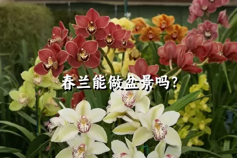 春兰能做盆景吗？