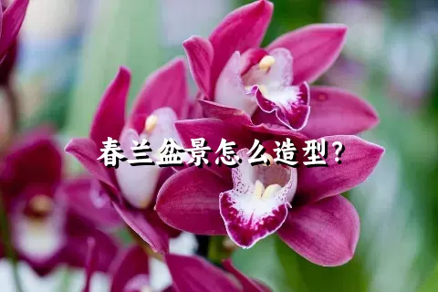 春兰盆景怎么造型？