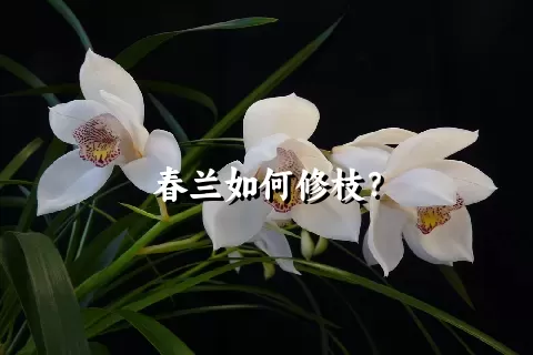 春兰如何修枝？