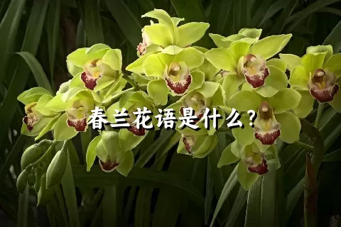 春兰花语是什么？