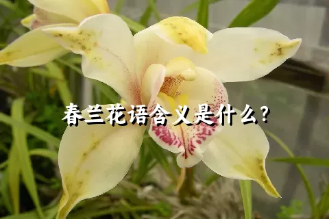 春兰花语含义是什么？