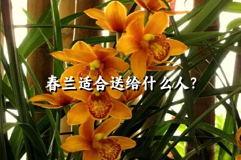 春兰适合送给什么人？