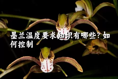 墨兰温度要求知识有哪些？如何控制