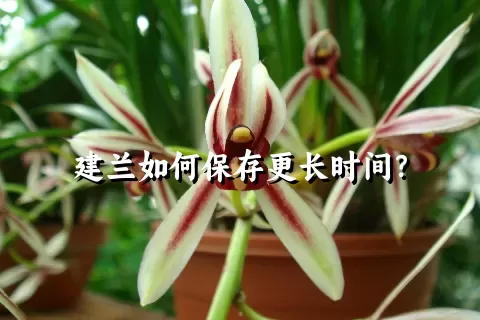 建兰如何保存更长时间？