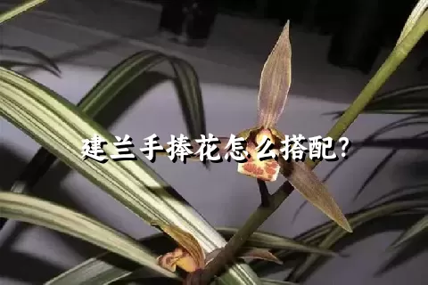 建兰手捧花怎么搭配？
