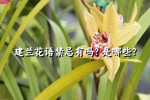 建兰花语禁忌有吗？是哪些？