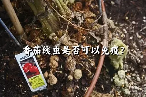 番茄线虫是否可以免疫？