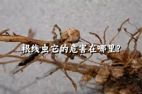 根线虫它的危害在哪里？