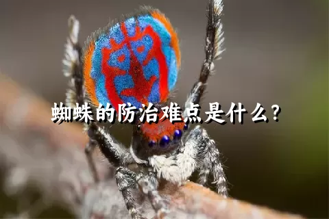 蜘蛛的防治难点是什么？