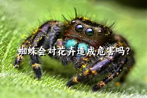 蜘蛛会对花卉造成危害吗？