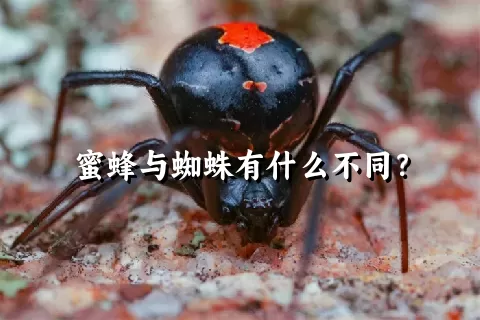 蜜蜂与蜘蛛有什么不同？
