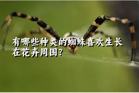 有哪些种类的蜘蛛喜欢生长在花卉周围？