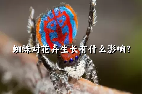 蜘蛛对花卉生长有什么影响？