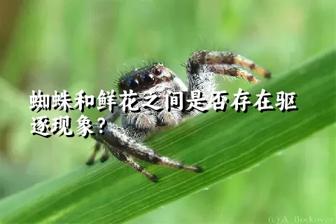 蜘蛛和鲜花之间是否存在驱逐现象？