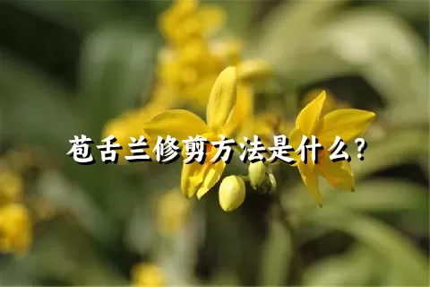 苞舌兰修剪方法是什么？