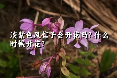 淡紫色风信子会开花吗？什么时候开花？