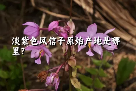 淡紫色风信子原始产地是哪里？