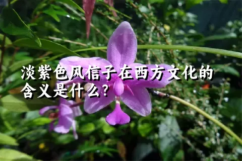 淡紫色风信子在西方文化的含义是什么？