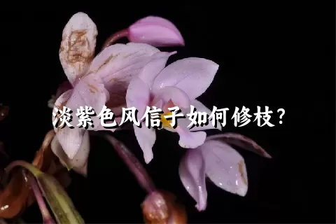 淡紫色风信子如何修枝？