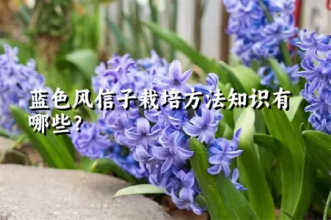 蓝色风信子栽培方法知识有哪些？